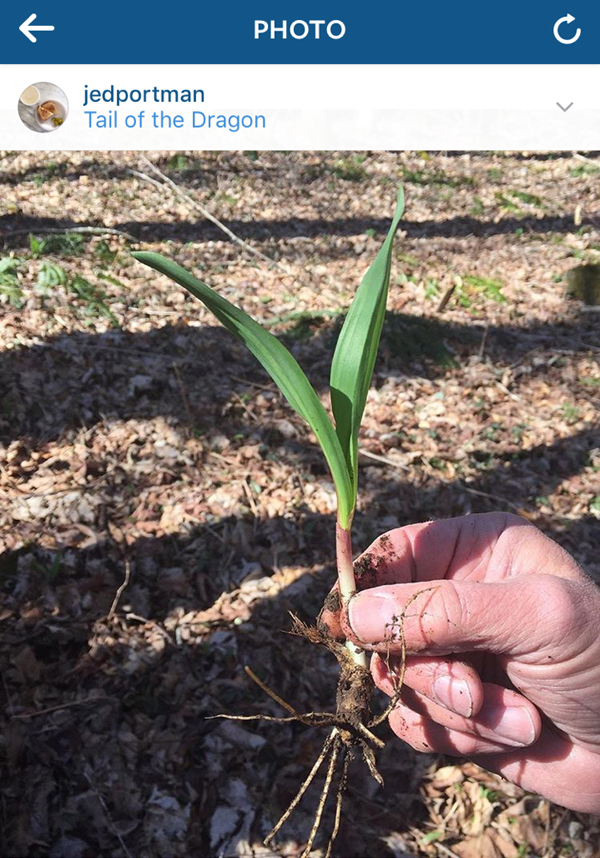 Jed Portman, an editor of Garden and Gun, shows off his own recently foraged ramps on Instagram.