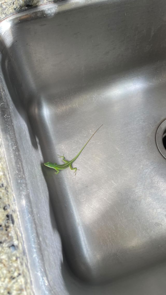 You never know who might be hanging out at The Clairemont House. Thanks to @yellowdogcreative for helping save this buddy. Notice that we speak lizard. Or skink. Or gecko or whatever he is. Or maybe it’s the extra caffeine before our client presentation.